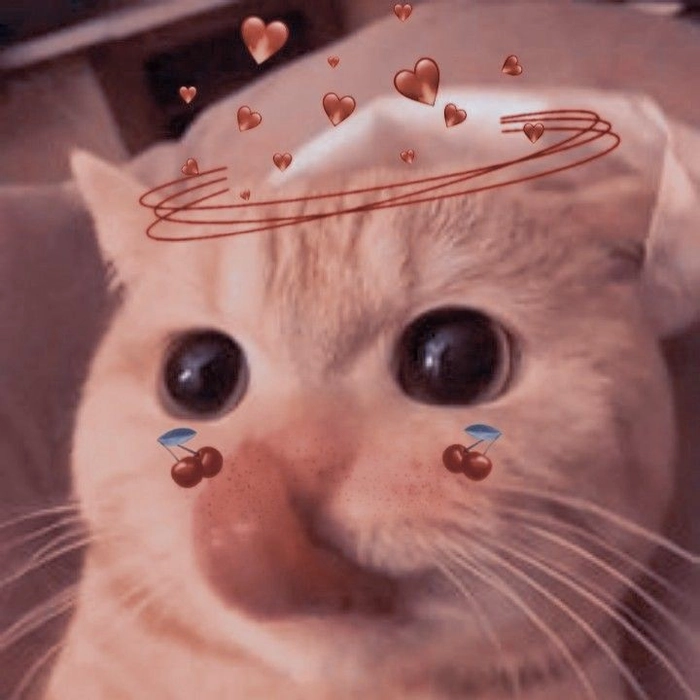Meme mèo chảy máu mũi hài hước