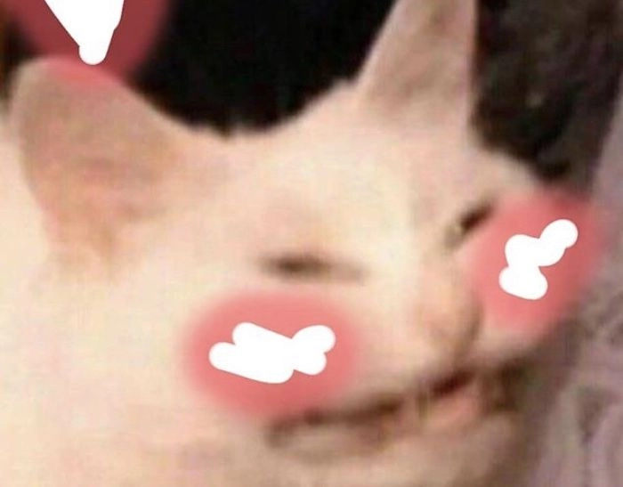 Meme mèo chảy máu mũi lầy lội