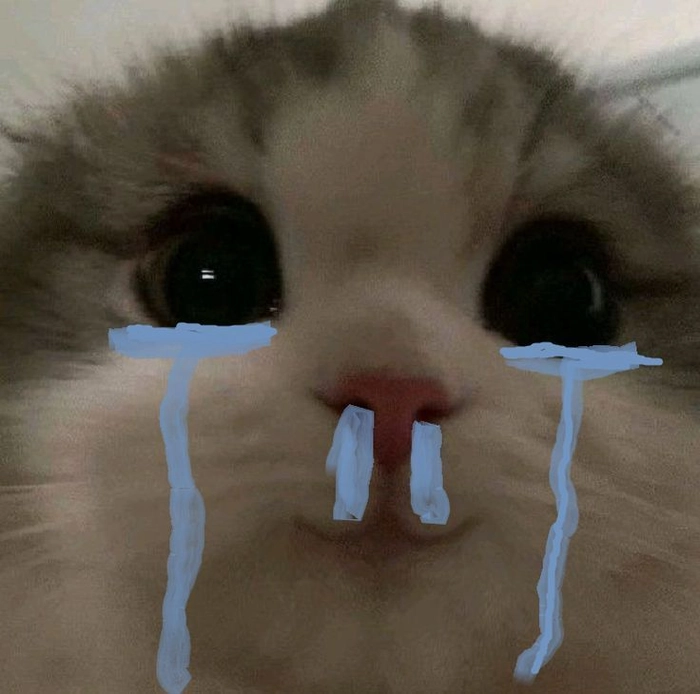 Meme mèo chảy máu mũi ngộ nghĩnh