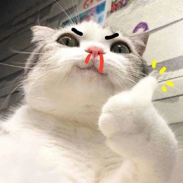 Meme mèo con chảy máu mũi hài hước