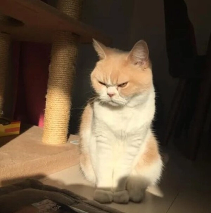 Meme mèo liếc mắt cực mặn