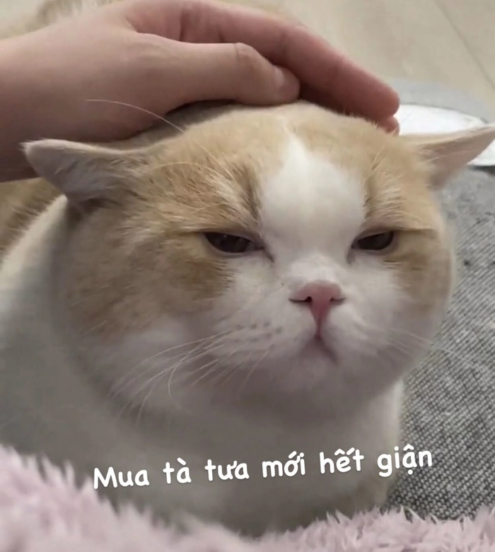Meme mèo liếc mắt lầy lội
