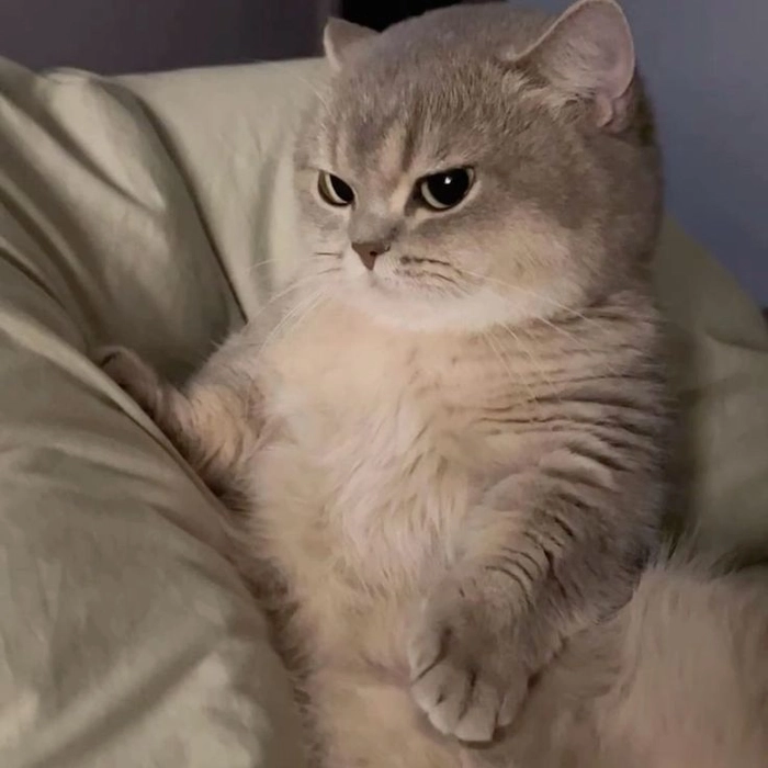 Meme mèo liếc mắt vui nhộn