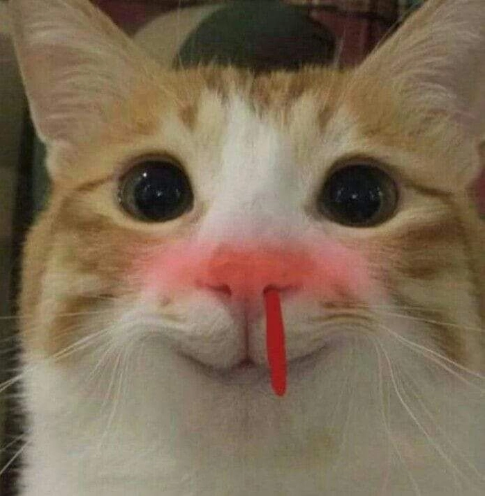 Meme mèo xịt máu mũi bá đạo