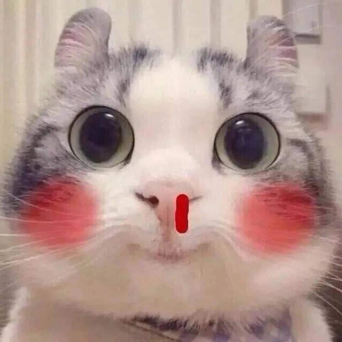 Meme mèo xịt máu mũi biểu cảm
