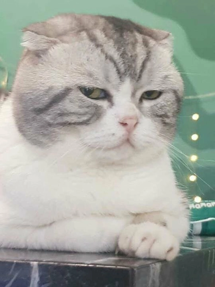Mèo liếc meme chất lừ