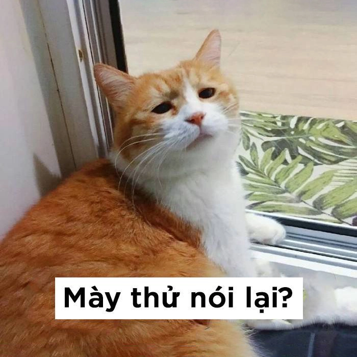 Mèo liếc meme cực chất