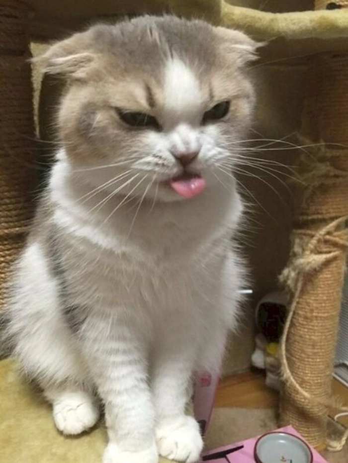 Mèo liếc meme lầy lội