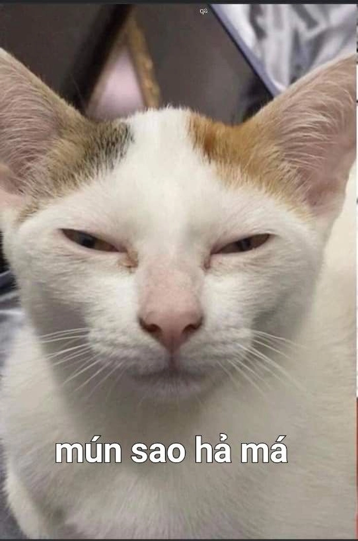Mèo liếc meme mỉa mai