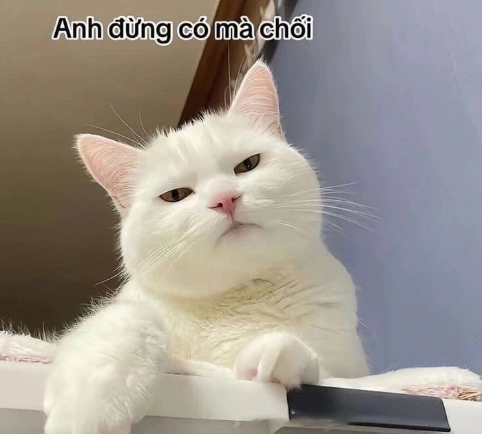 Mèo liếc meme vui nhộn