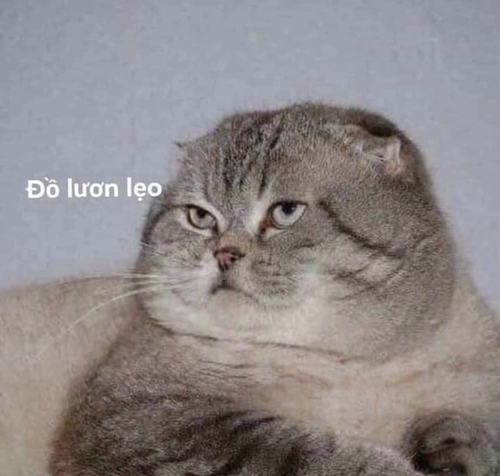 Mèo meme liếc cực hài