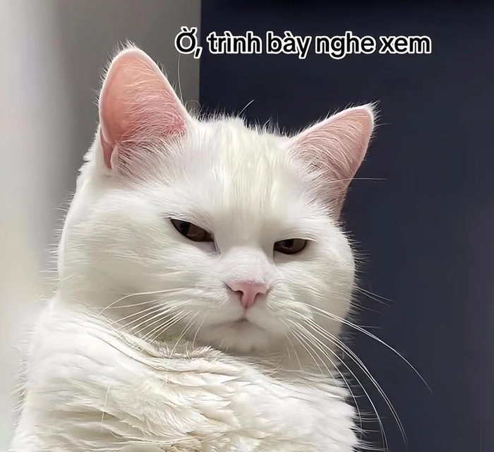 Mèo meme liếc cực mặn
