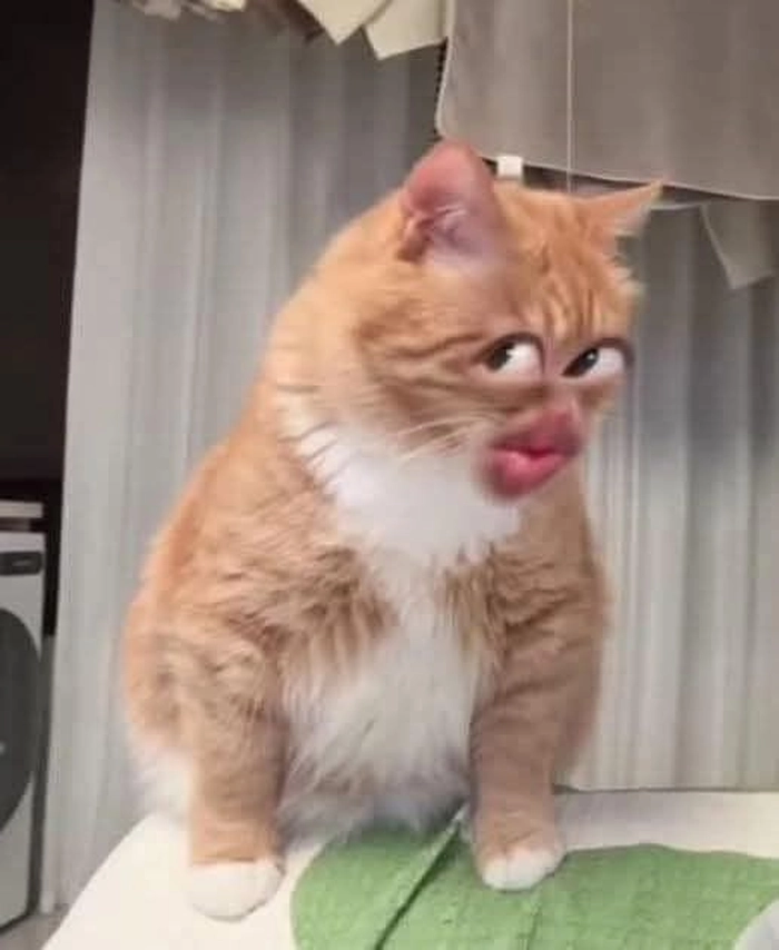 Mèo meme liếc đáng yêu