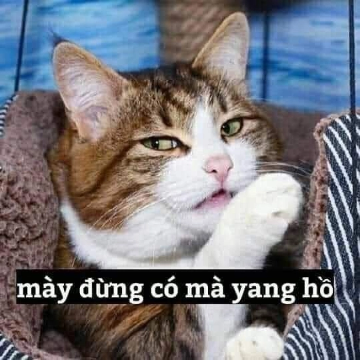 Mèo meme liếc hot trend