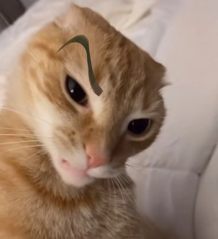 Mèo meme liếc mặn mòi