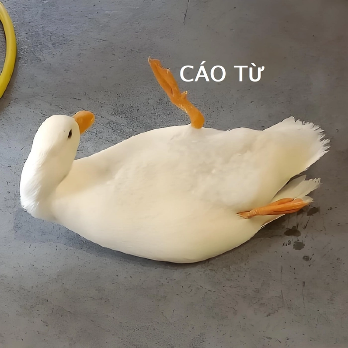 Xin cáo từ meme vui nhộn