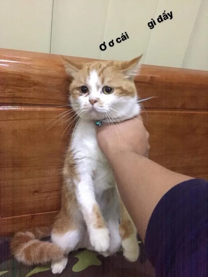 Ảnh chế meme bóp cổ cực bựa