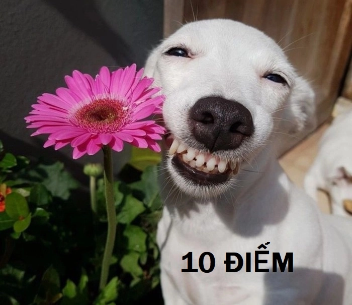 Ảnh meme 10 điểm dễ thương