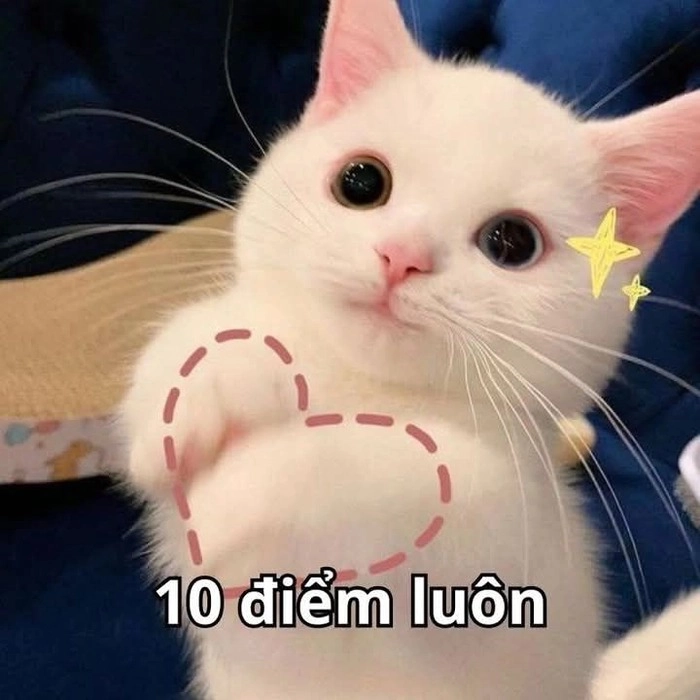 Ảnh meme 10 điểm không có nhưng