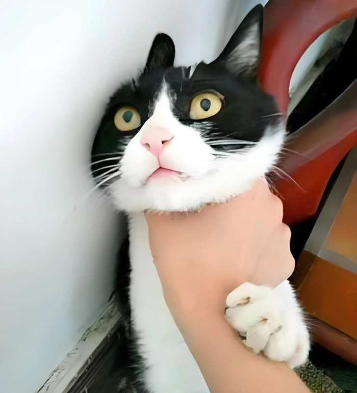 Ảnh meme bóp cổ hài lầy