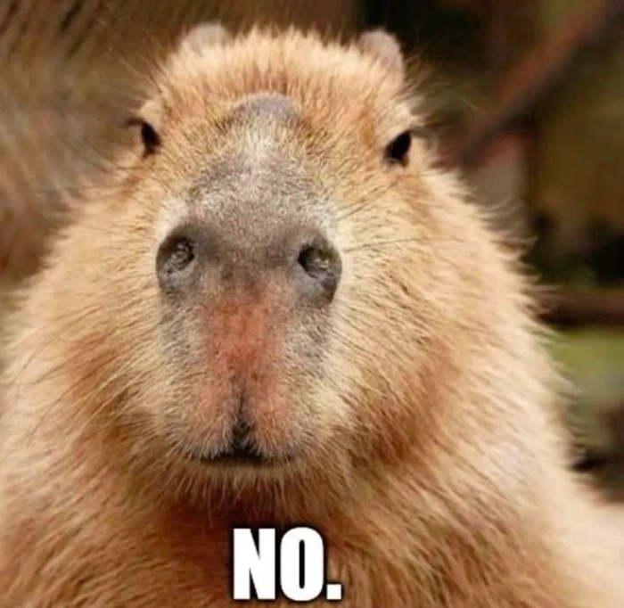 Ảnh meme capybara ngộ nghĩnh