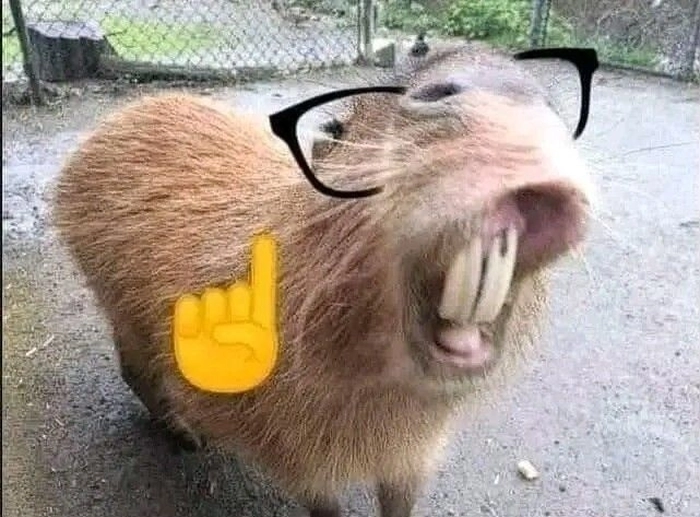 Ảnh meme capybara vui nhộn nhất