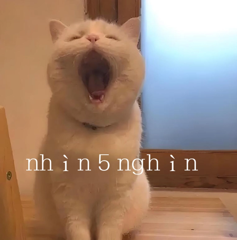 Ảnh meme đáng yêu đáng yêu hết nấc