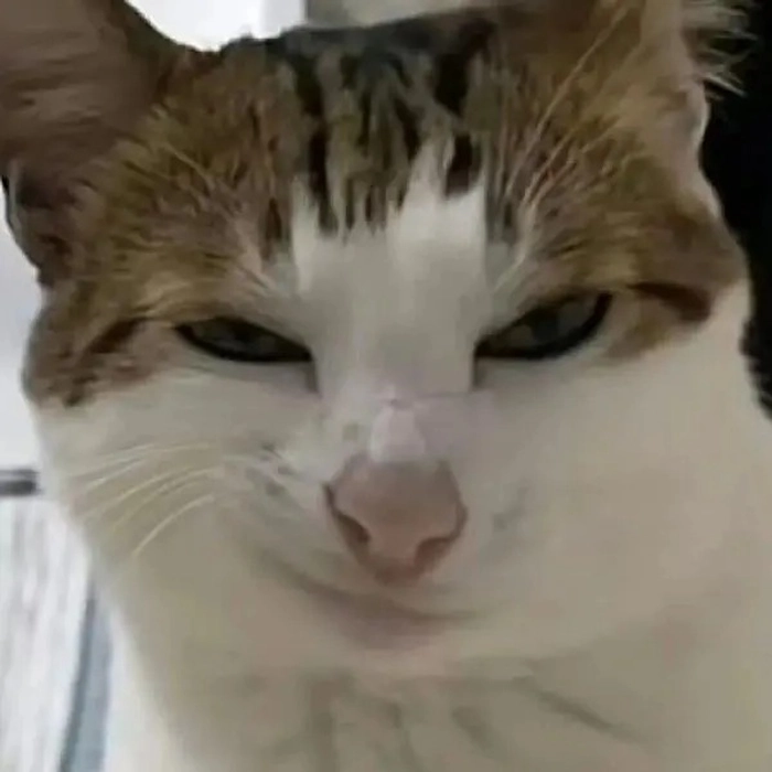 Ảnh meme ngầu vui khó đỡ