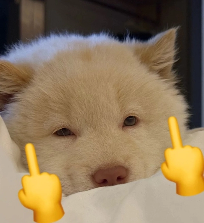 Ảnh meme ngón giữa bá đạo hài hước