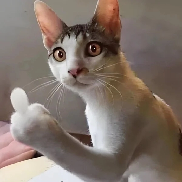 Ảnh meme ngón giữa chế bá đạo