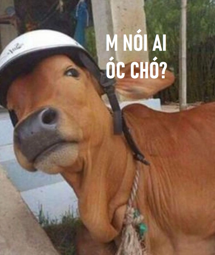 Ảnh meme óc chó cười to