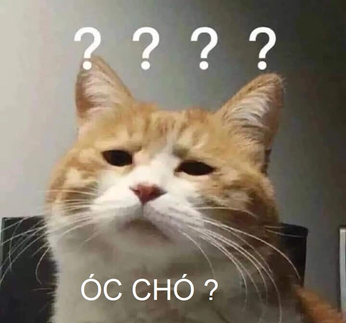 Ảnh meme óc chó hot trend
