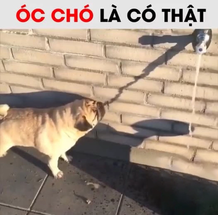 Ảnh meme óc chó lầy