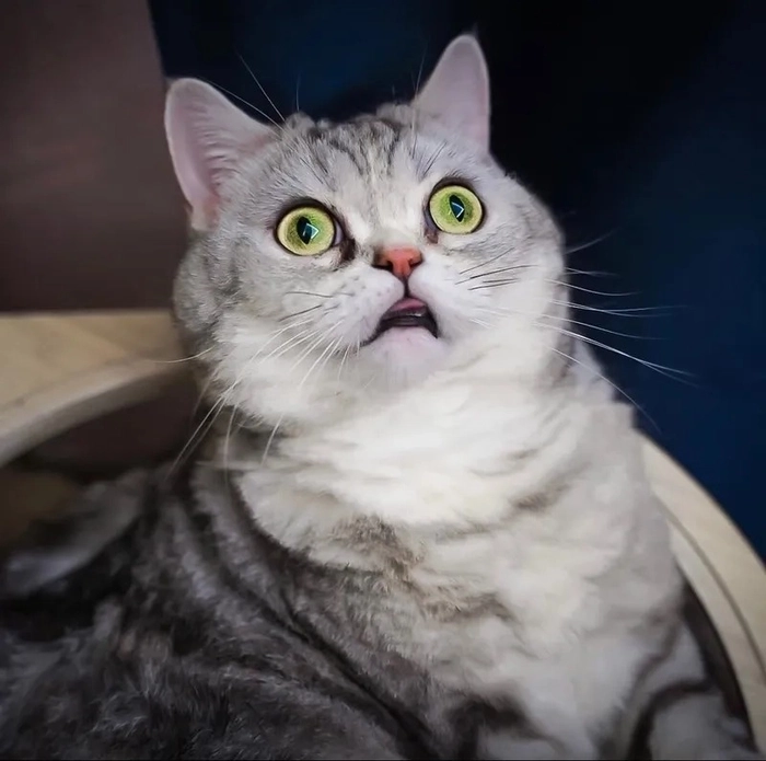 Ảnh meme sợ hãi ngộ nghĩnh