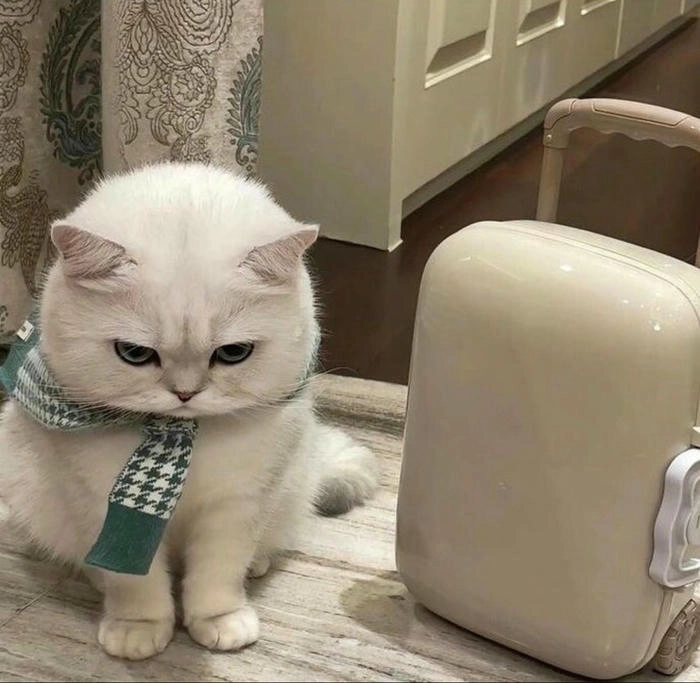 Ảnh mèo cute tức giận dễ thương khó đỡ