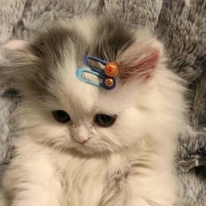 Ảnh mèo cute tức giận lầy lội