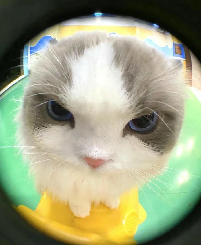 Ảnh mèo cute tức giận ngộ nghĩnh bá đạo