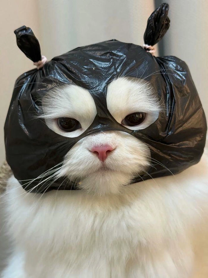 Ảnh mèo giận cute bá đạo ngộ nghĩnh