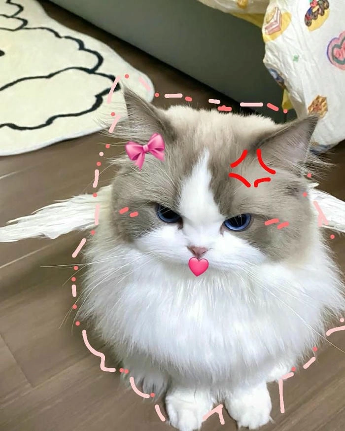 Ảnh mèo giận cute dễ thương