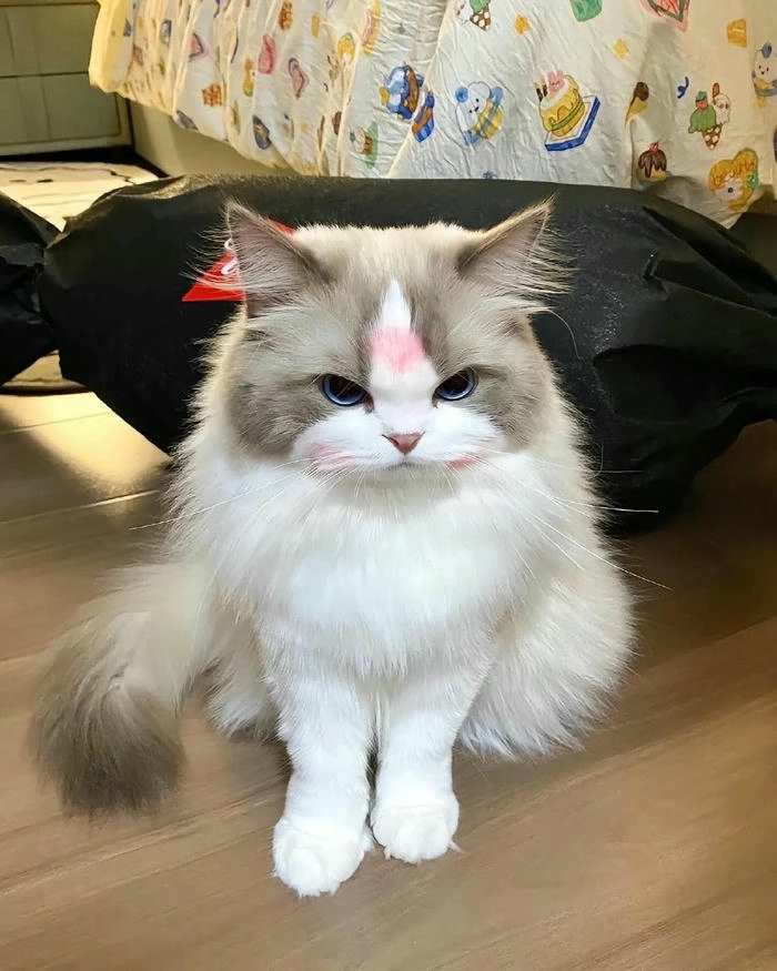 Ảnh mèo giận cute lầy lội ngộ nghĩnh