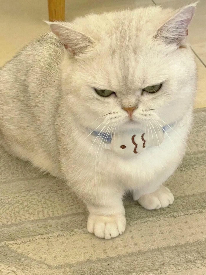 Ảnh mèo giận cute ngộ nghĩnh vui nhộn