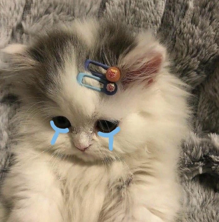 Ảnh mèo giận cute vui nhộn khó đỡ