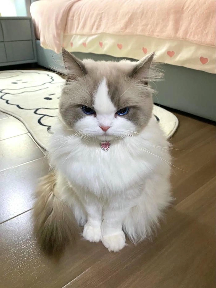 Ảnh mèo giận dỗi cute ngộ nghĩnh đáng yêu