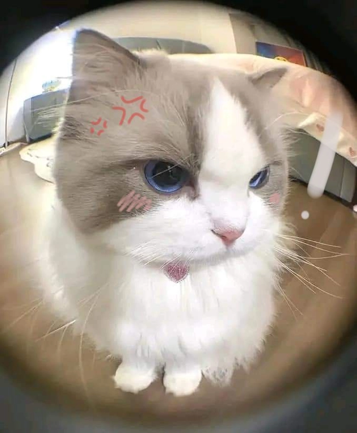 Ảnh mèo giận dỗi cute siêu đáng yêu