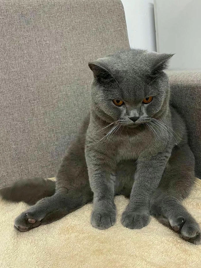 Ảnh mèo giận dỗi cute siêu ngộ nghĩnh