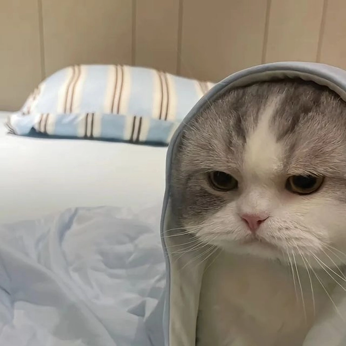 Ảnh mèo giận dữ cute cực kỳ đáng yêu
