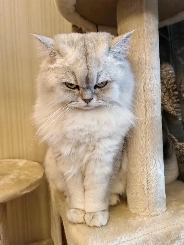 Ảnh mèo giận dữ cute cực kỳ hài hước