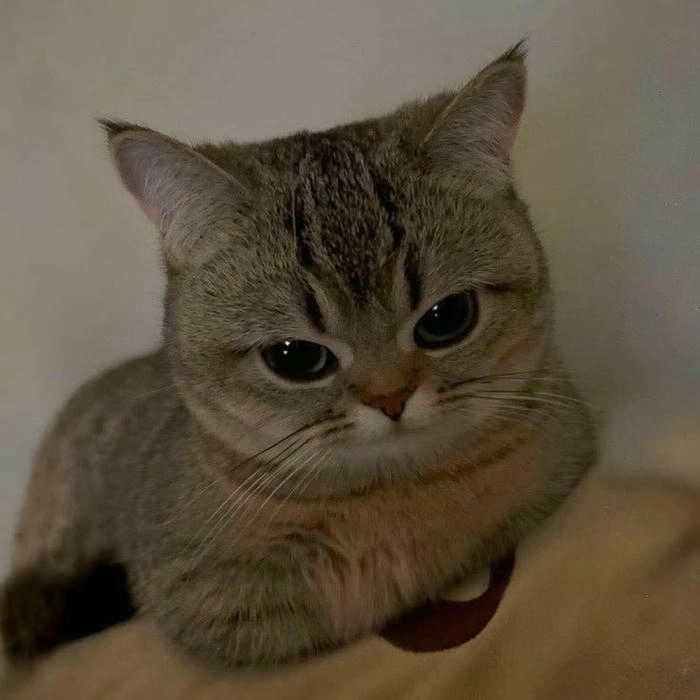 Ảnh mèo giận dữ cute hài hước