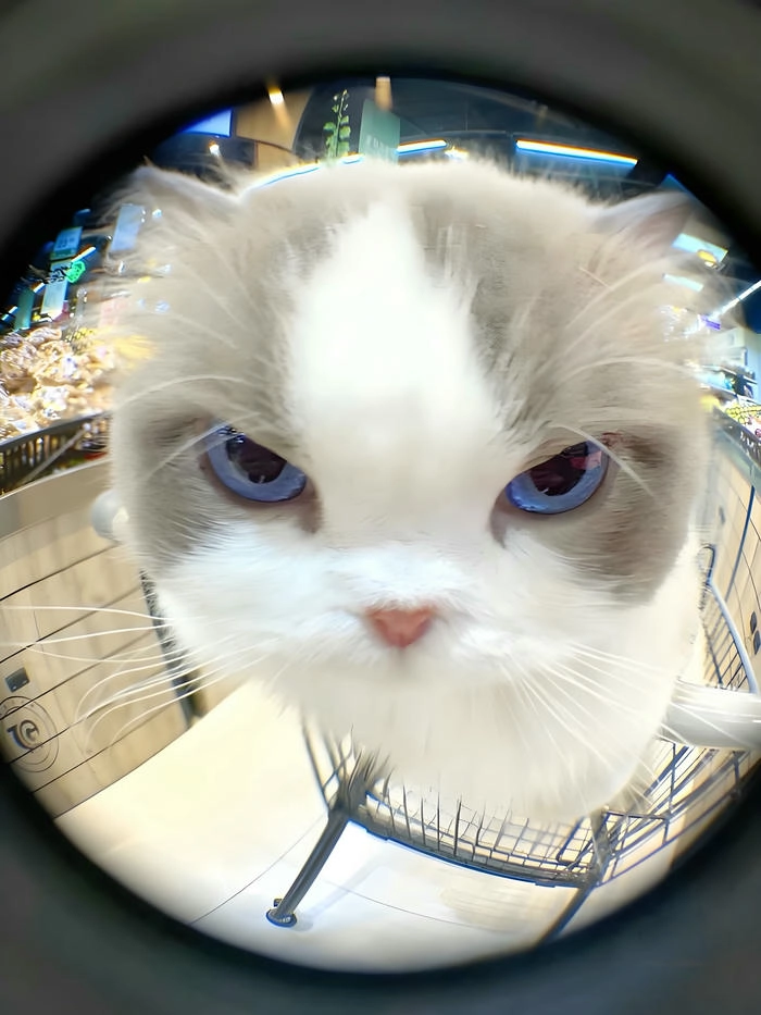 Ảnh mèo giận dữ cute lầy lội bá đạo
