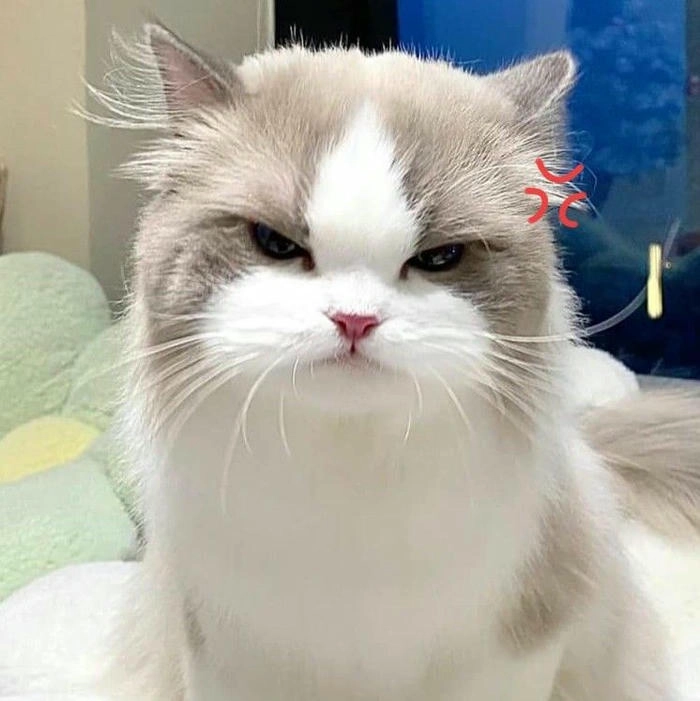 Ảnh mèo tức giận cute đáng yêu bá đạo
